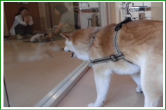 しつけトレーニングを見学する