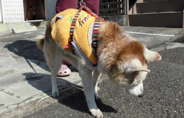 デイケアで散歩中の柴犬リュウ