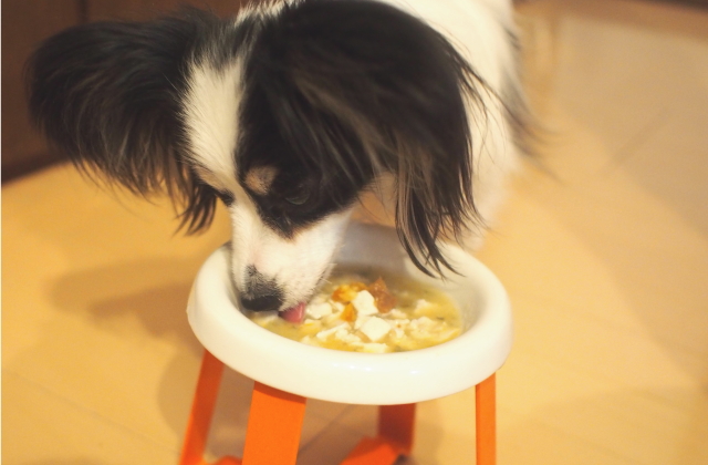 シニア犬の手作りご飯 薬膳レシピ キュティア老犬クリニック