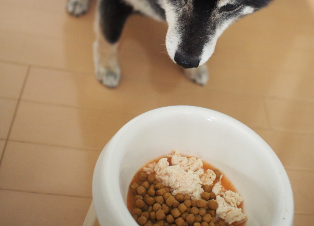 シニア犬の手作りご飯・薬膳レシピ | キュティア老犬クリニック