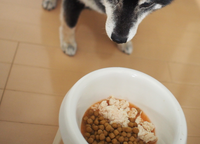 シニア犬の手作りご飯 薬膳レシピ キュティア老犬クリニック