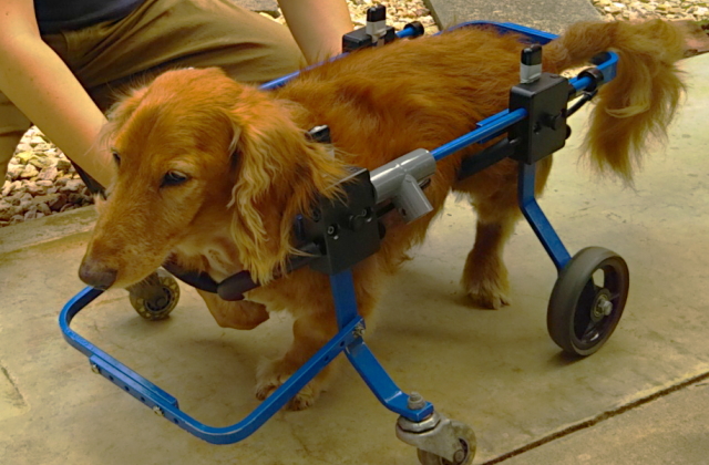 シニア犬のリハビリ 筋力アップ キュティア老犬クリニック