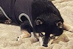シニア犬の認知症予防には睡眠が大切