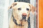 梅雨時期の老犬に起きやすいトラブルと対処法