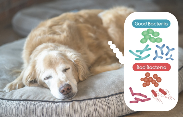 老犬にも善玉菌と悪玉菌のバランスが重要