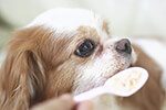 犬のがん（癌）と食事で大切な悪液質予防