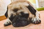 老犬の不眠症　夜寝ないのは認知症？