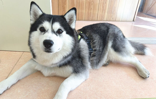 犬の難治性てんかんを東洋医学で考えてみる