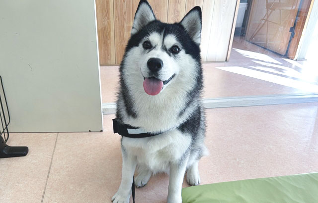 難治性てんかんの犬も東洋医学ケアでリラックス