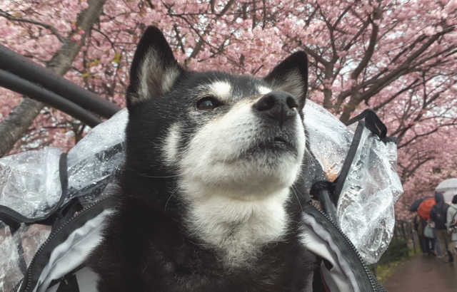 幸せな黒柴19歳の老犬介護