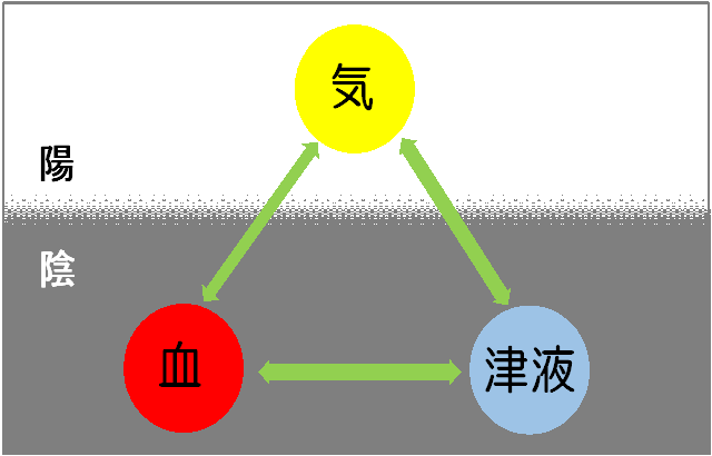 漢方薬の気・血・津液と陰・陽