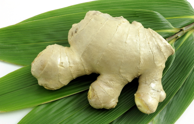 生姜ショウガ科の根茎