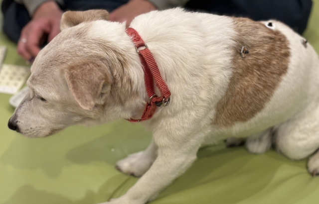 東洋医学からみる「犬の咳」