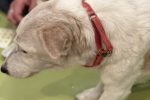 東洋医学からみる「犬の咳」