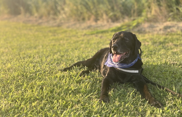 愛犬を診察せずに漢方薬は処方できない