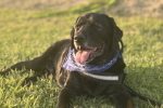 愛犬を診察せずに漢方薬が処方できない理由