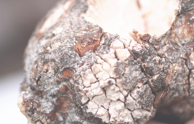 桂枝茯苓丸の生薬の茯苓