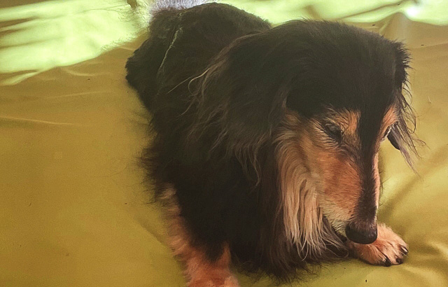 犬の筋肉もコラーゲンペプチドでプリプリに！