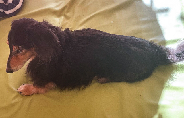 20歳の老犬でも筋肉を取り戻せる