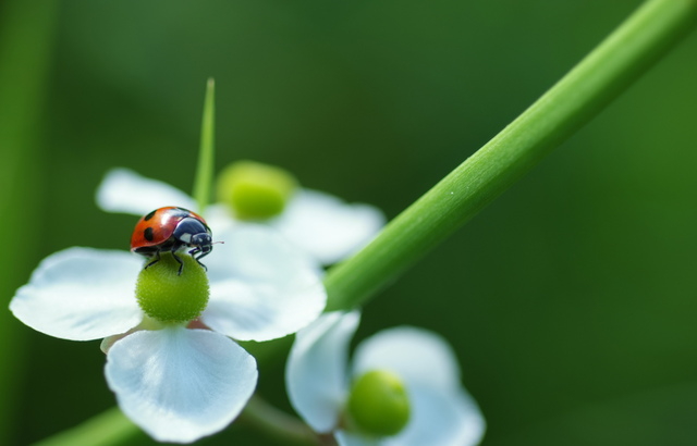 五苓散 ごれいさん