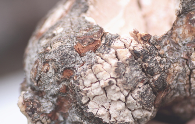 サルノコシカケ科の菌核