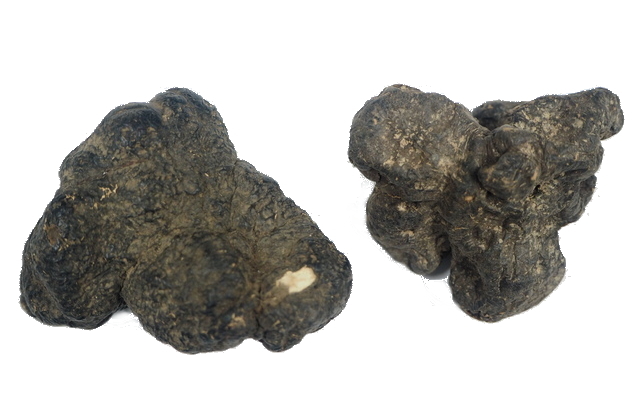 サルノコシカケ科の菌核