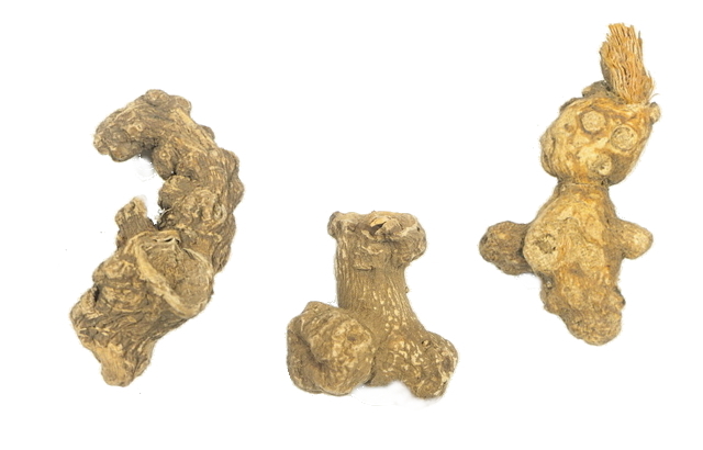 キク科の植物白朮の根茎