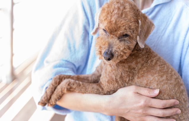 同居犬が亡くなりストレスをかかえるトイプードル